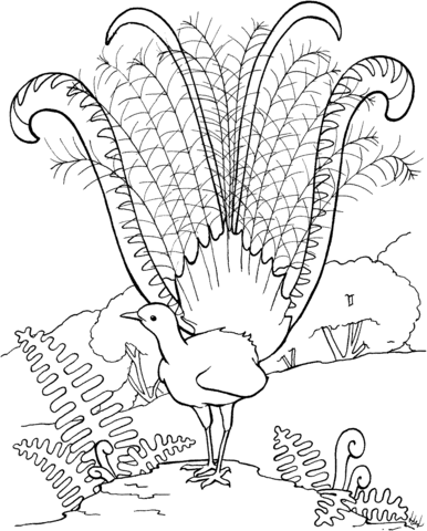 Superb Lyrebird Coloring Page